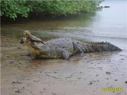 Lagarto mas Viejo de coiba